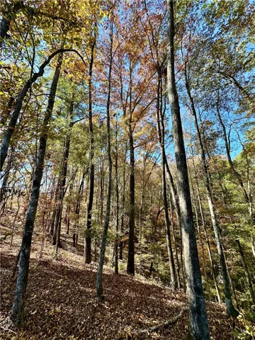 A tranquil wooded lot offers a peaceful retreat amidst nature's autumn hues.