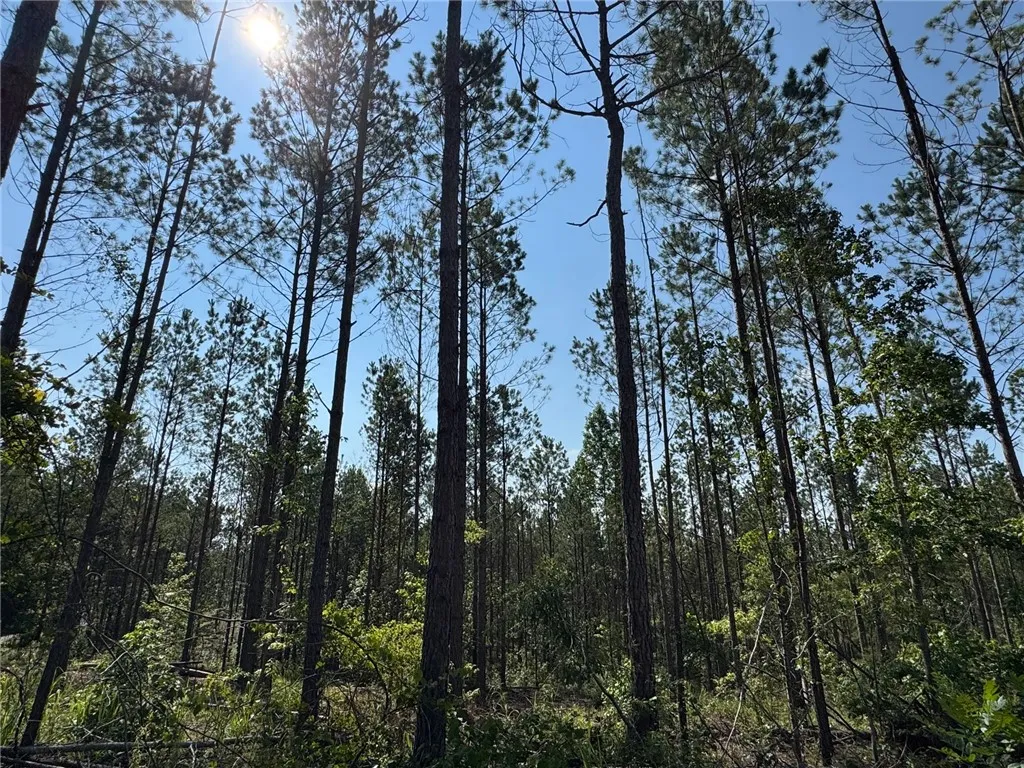 Mature trees and clear blue skies define this expansive, undeveloped parcel.