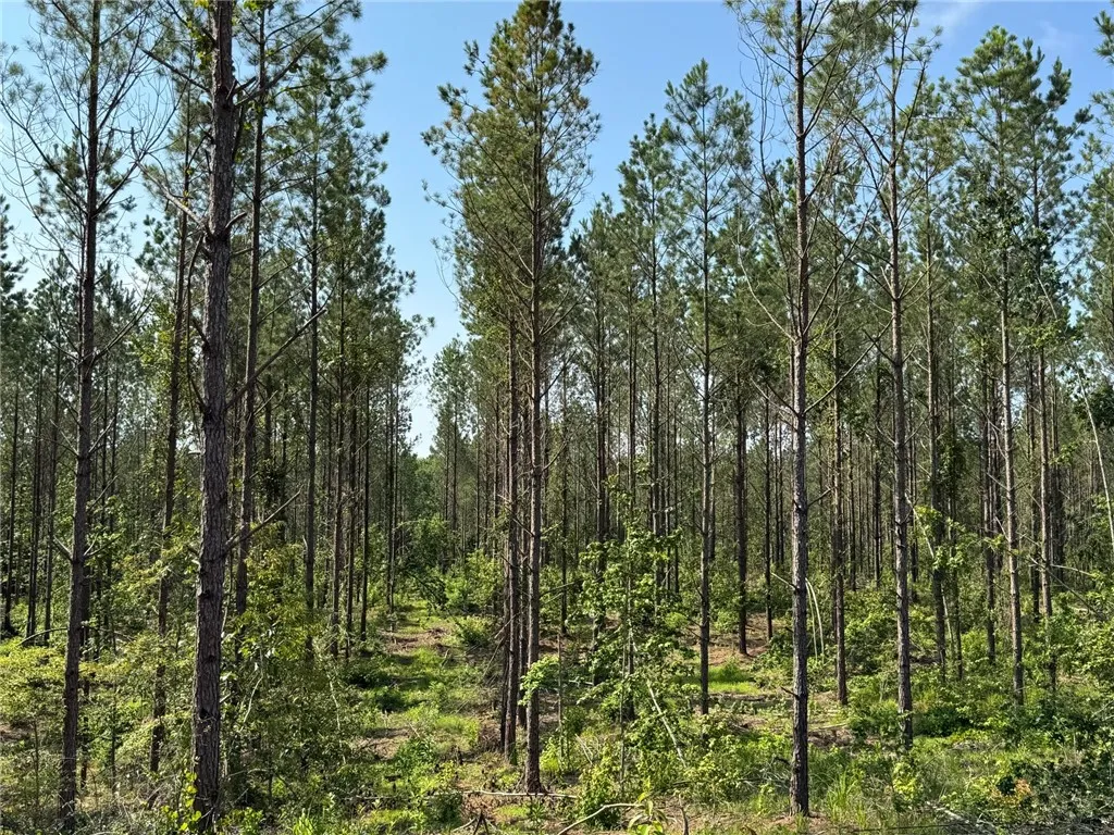 Mature pines offer a verdant, tranquil setting, ideal for a private estate.