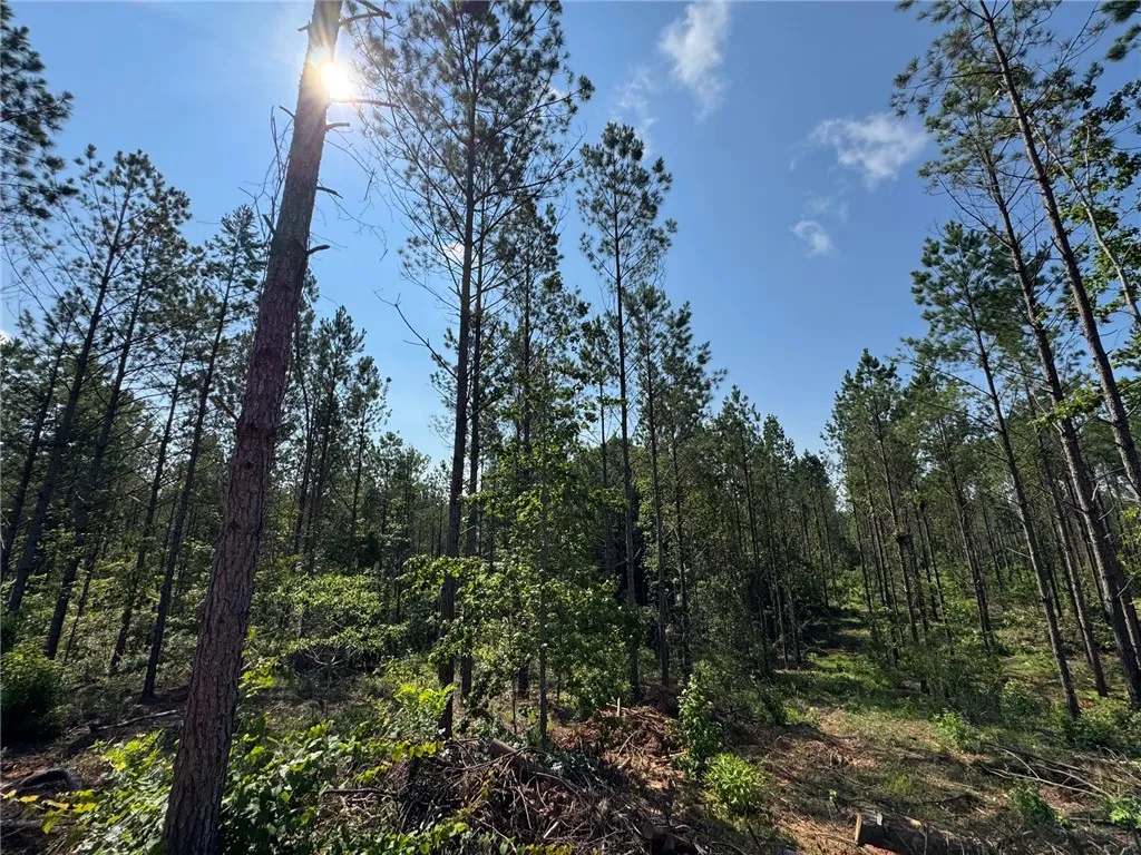Sun-drenched woodlands provide a serene natural setting, perfect for a private estate.