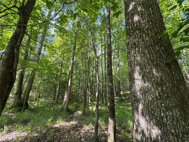 Mature trees and natural grasses define this tranquil, wooded property.