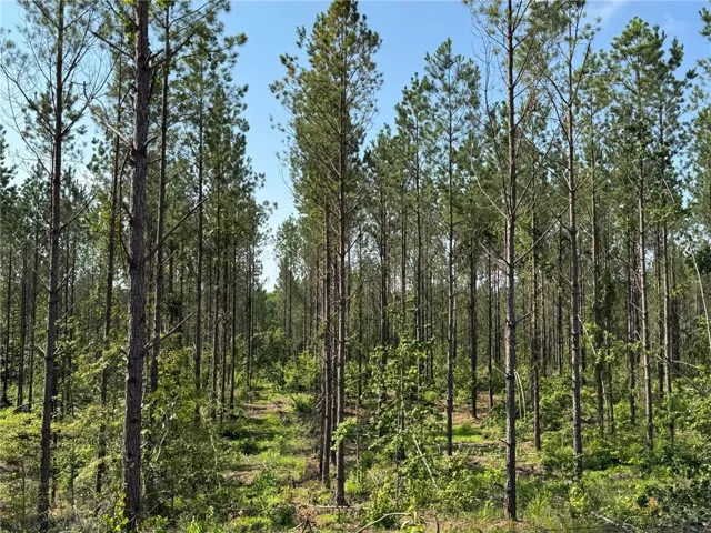 Mature pines offer a verdant, tranquil setting, ideal for a private estate.
