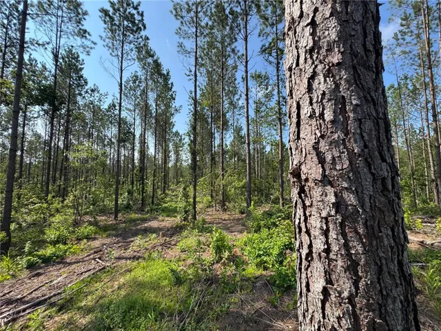 Mature pines offer a secluded, forested retreat with natural ground cover and ample open space.