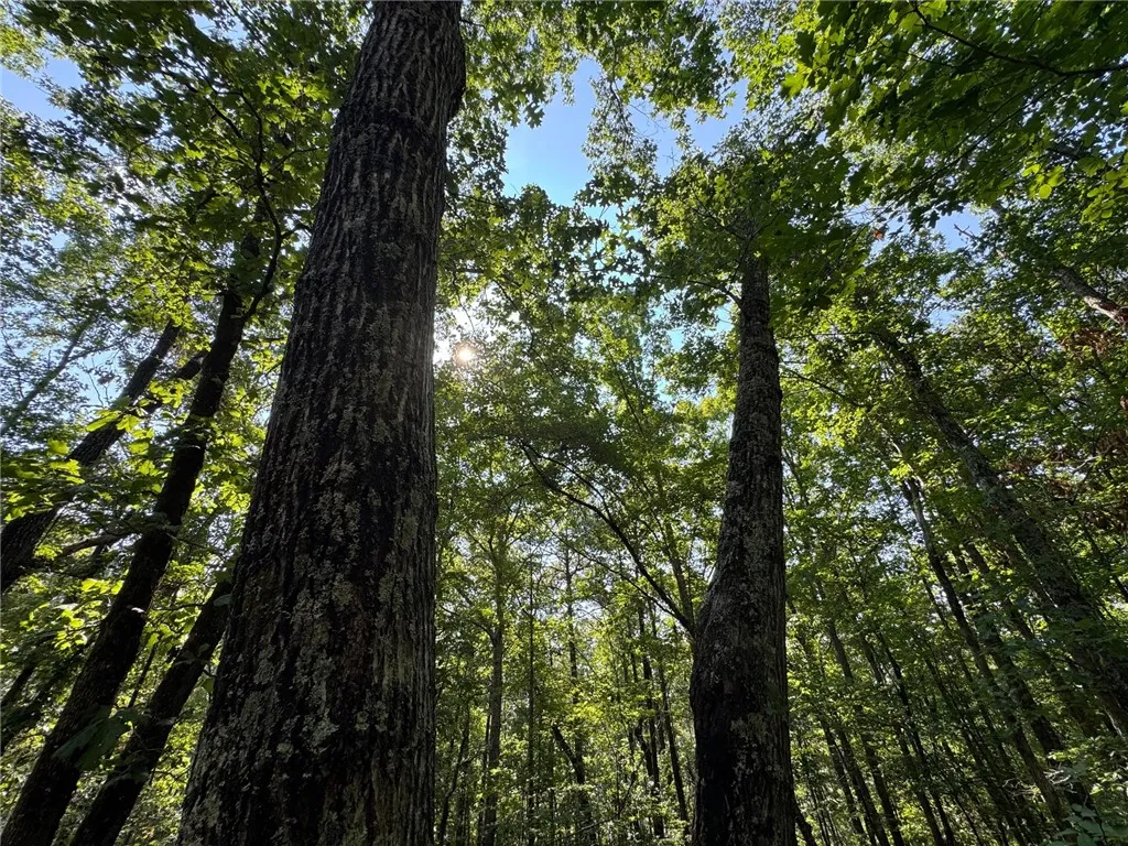 Towering trees provide a natural canopy, creating a serene and private woodland setting.