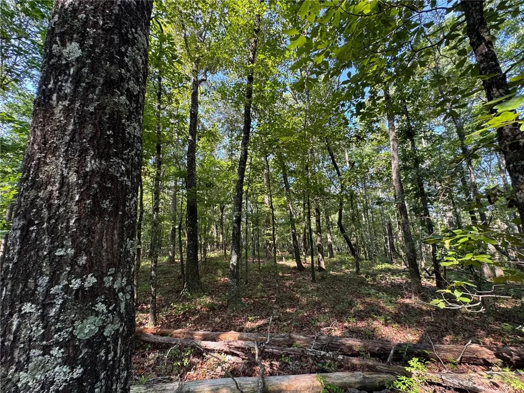 A tranquil, naturally illuminated woodland lot offers a secluded setting amidst mature trees and fallen logs.