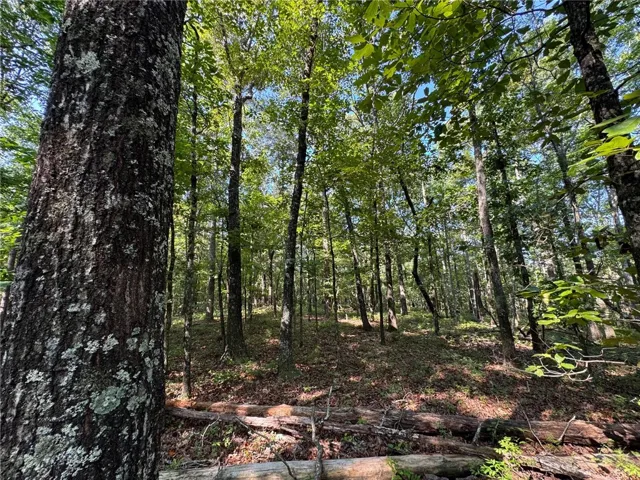 A tranquil, naturally illuminated woodland lot offers a secluded setting amidst mature trees and fallen logs.