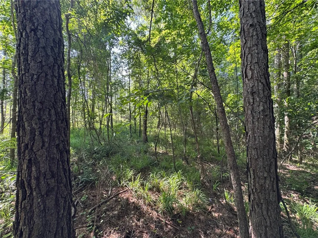 A tranquil wooded lot offers a peaceful retreat amidst natural greenery and towering trees.