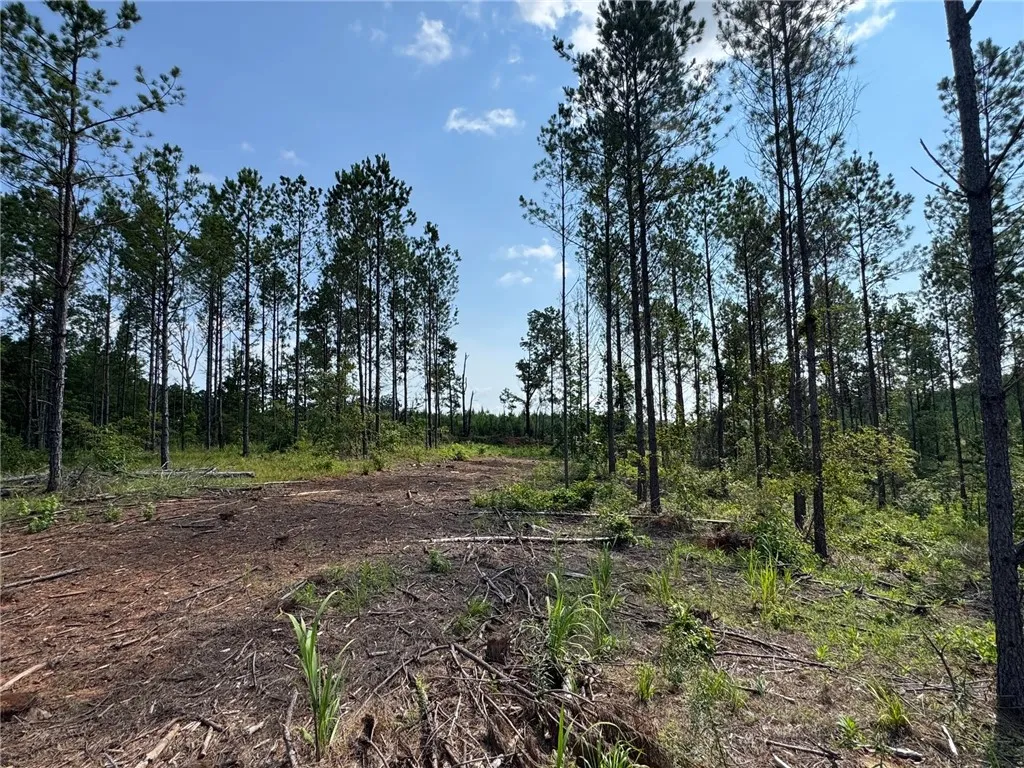 A verdant parcel awaiting development, bordered by a dense stand of mature pines.