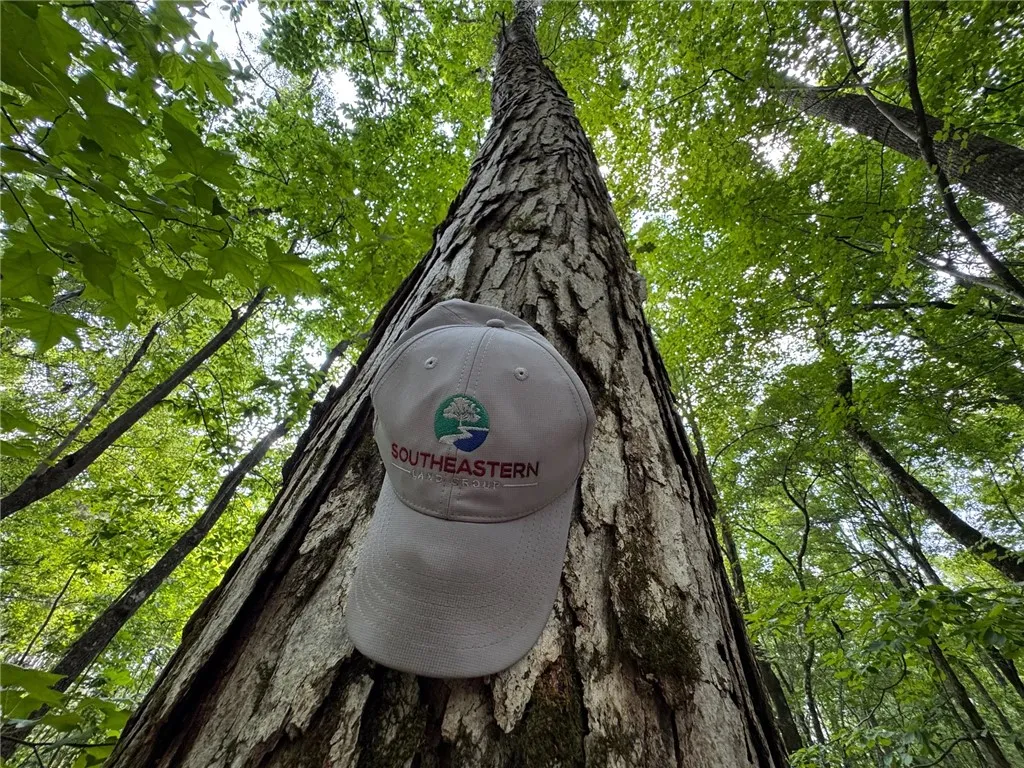 A canopy of verdant leaves crowns towering trees, establishing an idyllic, serene natural setting.