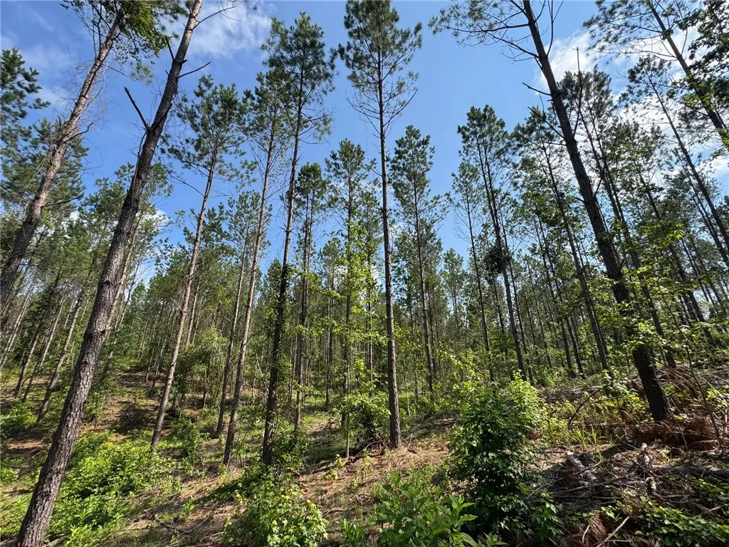 Mature trees canopy this inviting wooded lot, offering seclusion and a natural setting.