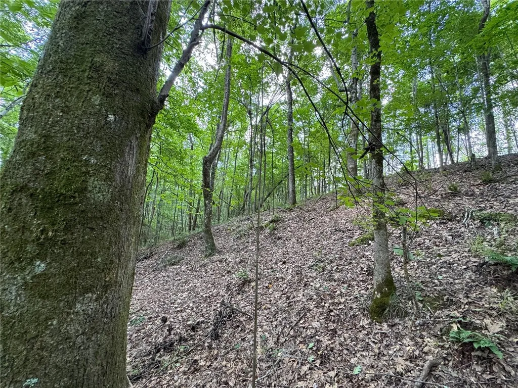 A tranquil wooded lot offers a private, verdant setting with a gentle slope.