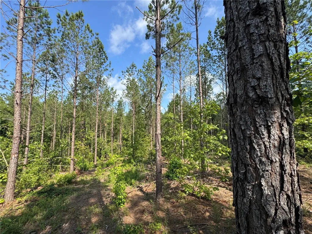 A verdant, wooded lot offers a private, natural setting with mature trees under a clear sky.