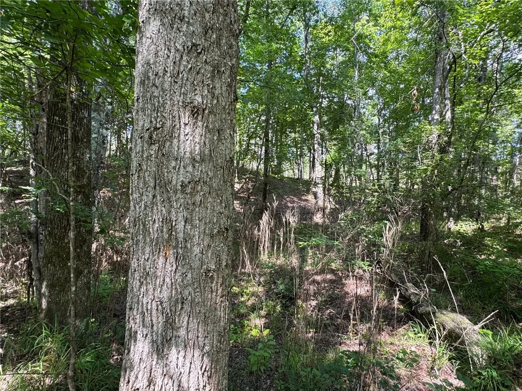 Mature trees and lush undergrowth define this tranquil, wooded property.