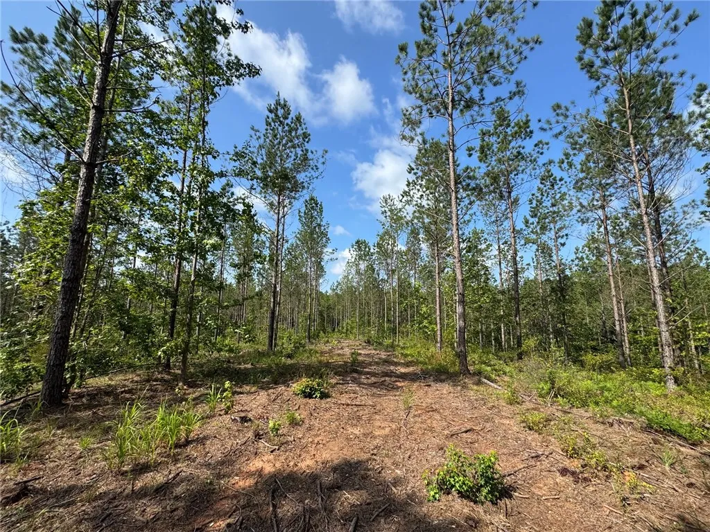 A tranquil, tree-lined path offers a serene retreat amidst nature's embrace.