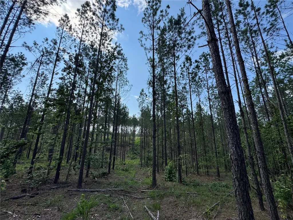 Mature pines create a natural, private setting perfect for a secluded retreat.