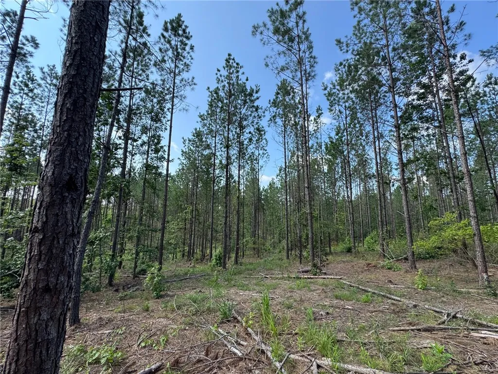 Mature pines offer a tranquil, wooded setting for your future homestead.