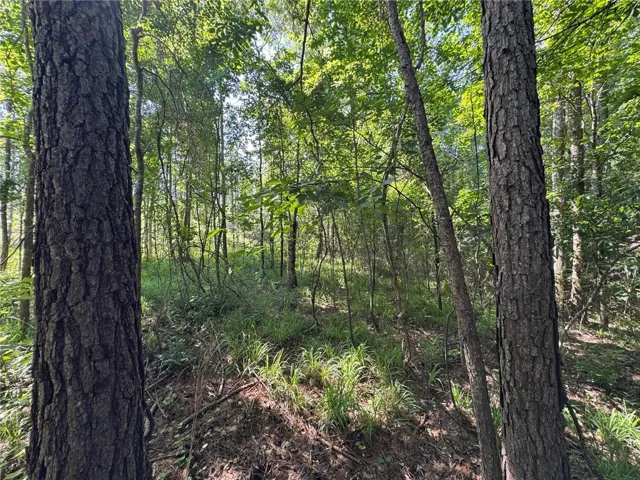 A tranquil wooded lot offers a peaceful retreat amidst natural greenery and towering trees.