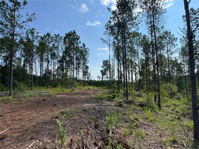 A verdant parcel awaiting development, bordered by a dense stand of mature pines.