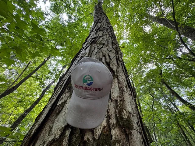 A canopy of verdant leaves crowns towering trees, establishing an idyllic, serene natural setting.