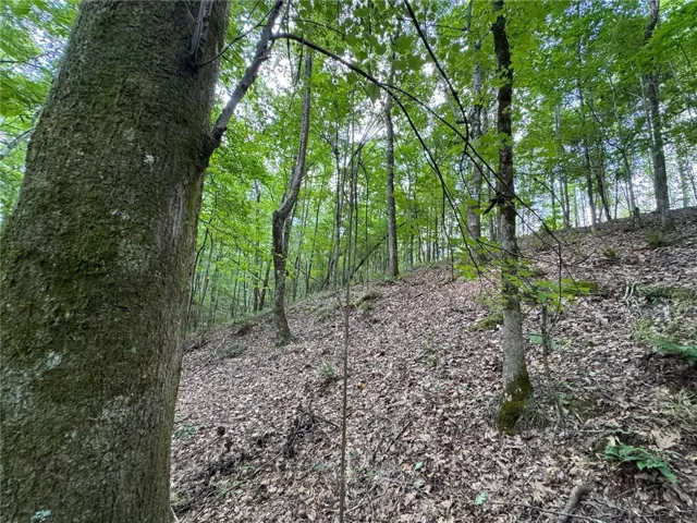 A tranquil wooded lot offers a private, verdant setting with a gentle slope.