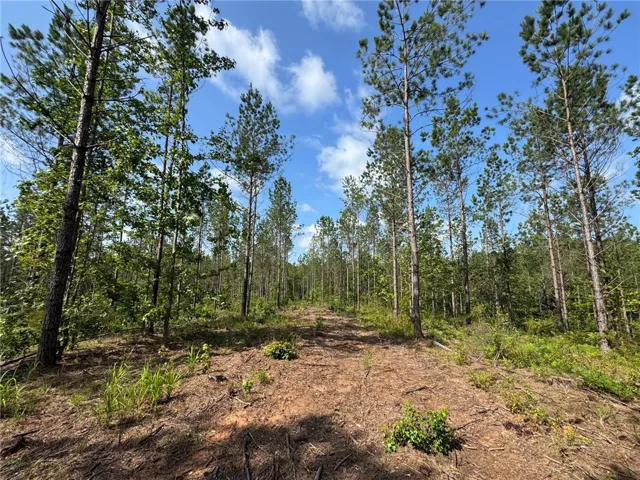 A tranquil, tree-lined path offers a serene retreat amidst nature's embrace.