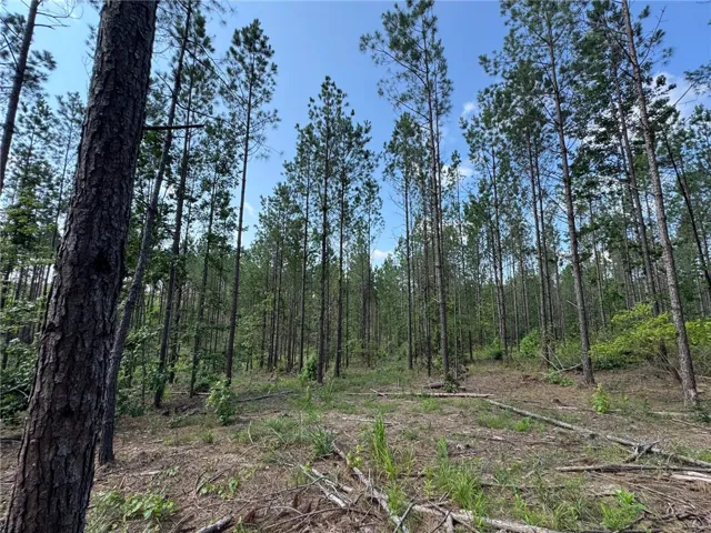 Mature pines offer a tranquil, wooded setting for your future homestead.