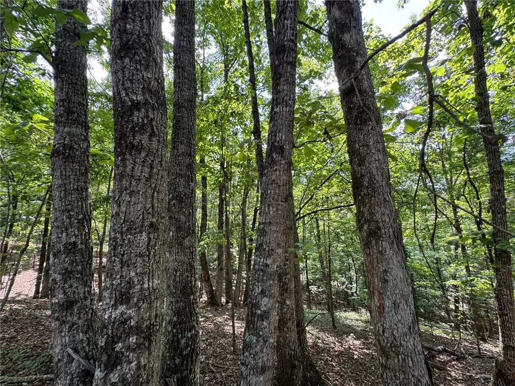 A tranquil, wooded lot offers privacy and natural beauty, ideal for a secluded residence.