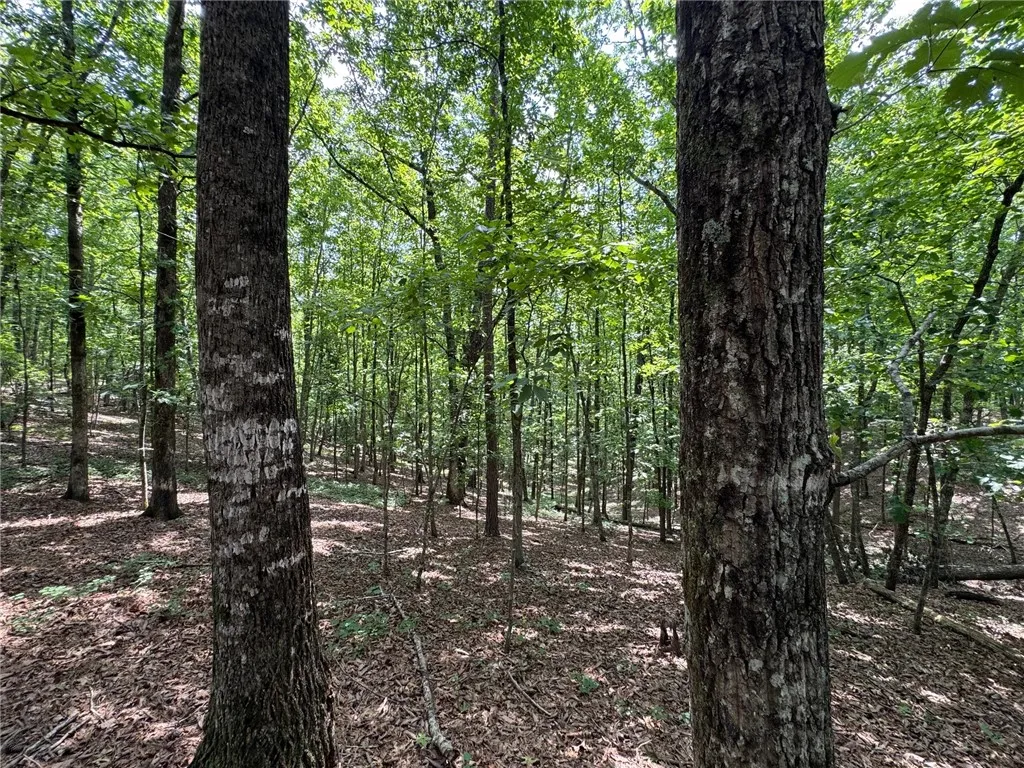 A tranquil, tree-filled landscape offers a private and serene natural setting.