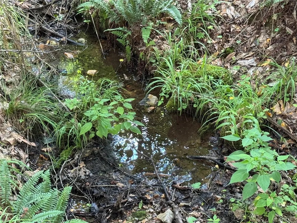 A tranquil seasonal stream winds through a lush, verdant landscape, inviting a peaceful natural escape.