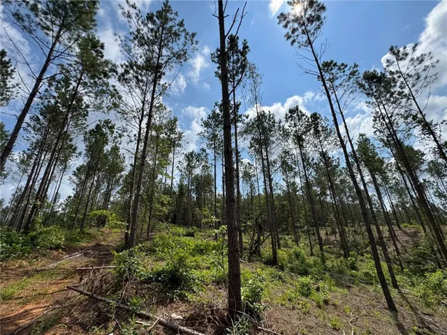 A tranquil expanse of mature pine trees rises towards a bright, cloud-dotted sky, showcasing abundant natural beauty.