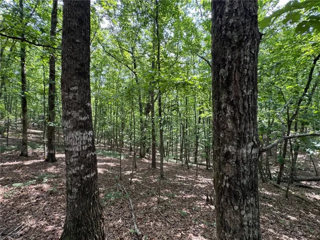 A tranquil, tree-filled landscape offers a private and serene natural setting.