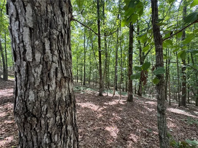 A dense, mature woodland with a carpet of fallen leaves offers a private, natural setting.