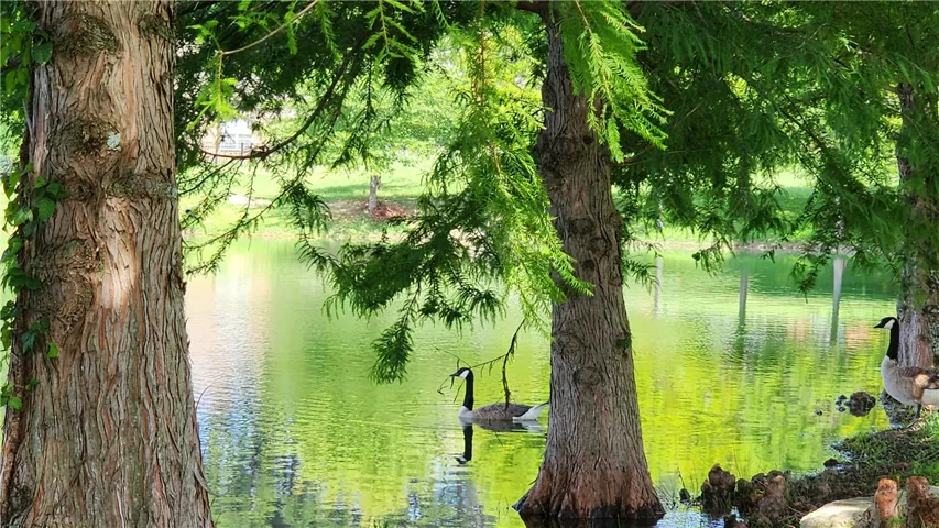 Geese visiting Pam Lake!