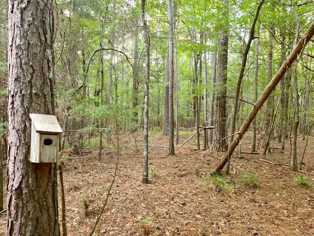 Woodsy views