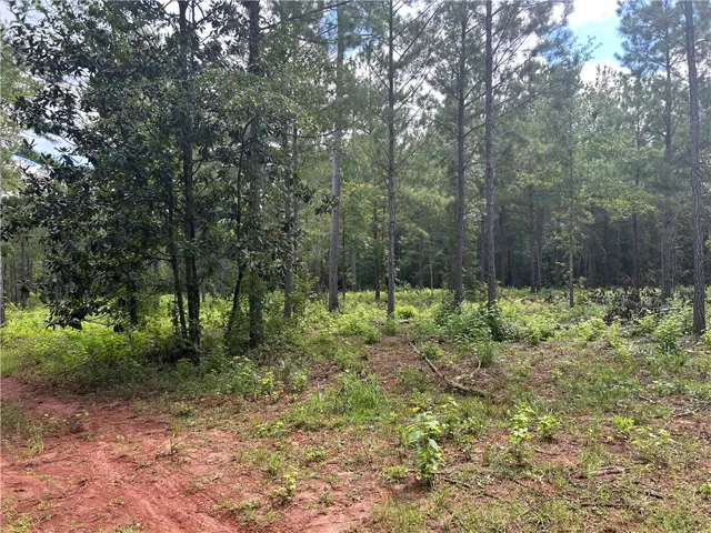 3209 County Road 177 N/a, Cusseta, Alabama 36852