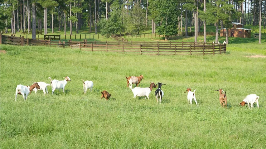 1362 N Friendship Drive, Greenville, Alabama 36037