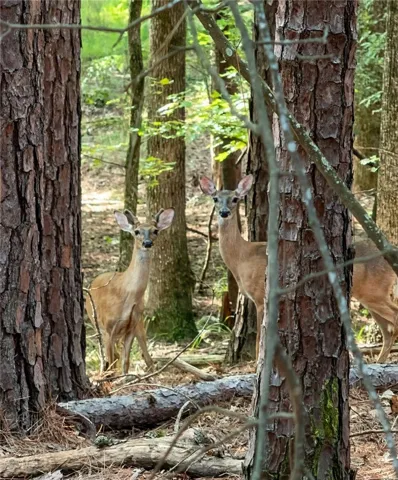 Deer frequently travel through the property.