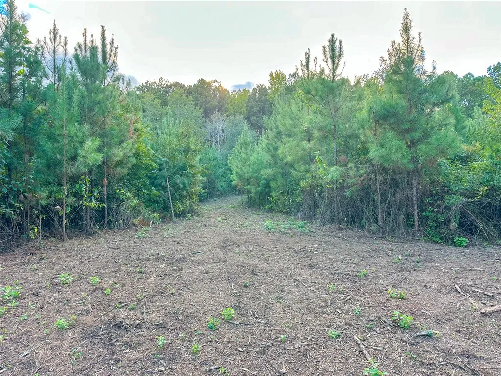 A cleared path winds through a dense border of mature pine trees.