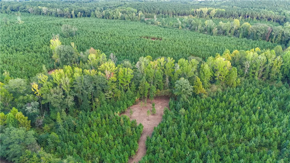 A cleared path winds through a dense forest of mature evergreens and deciduous trees.