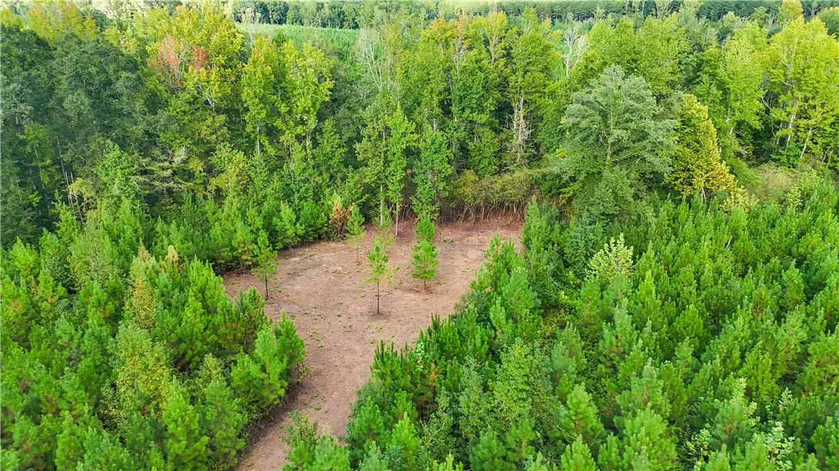 Mature trees frame a cleared building site, offering potential for a private retreat.