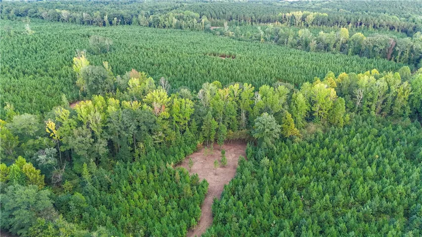 A cleared path winds through a dense forest of mature evergreens and deciduous trees.