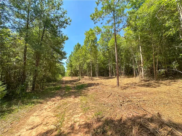 Mature trees frame a cleared path cutting through this sprawling wooded acreage.