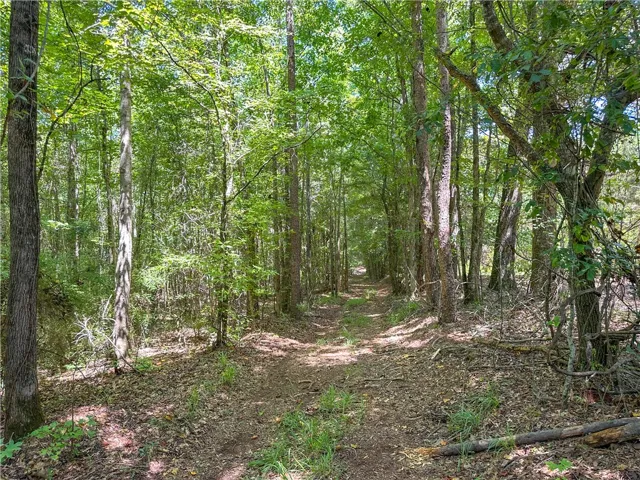 Mature trees line a cleared pathway winding through the secluded forested acreage.
