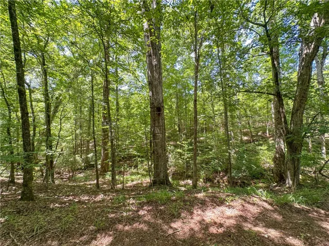 Mature trees fill the landscape on this densely wooded property.