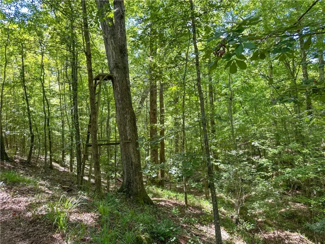 Mature trees populate this tranquil, naturally wooded acreage.