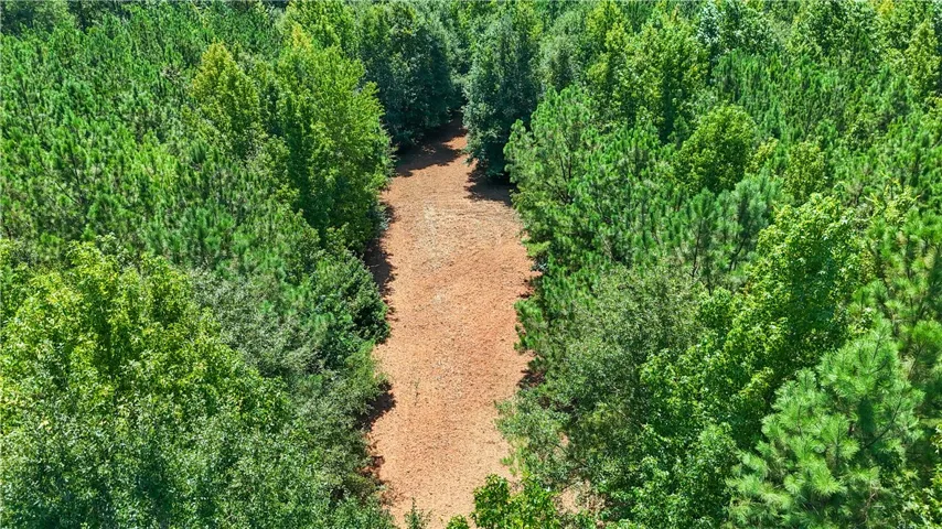 A cleared path winds through a dense forest of mature trees.
