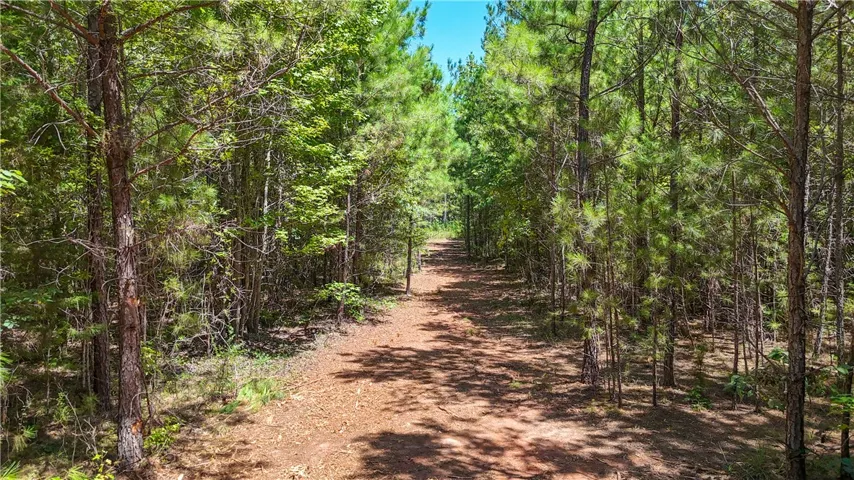 A cleared path winds through a dense forest of mature pine trees.