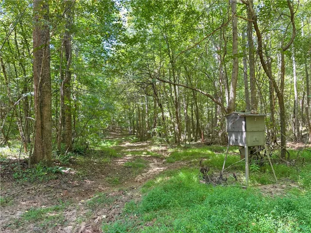 Mature trees frame a quiet path threading through the dense, verdant woodland.