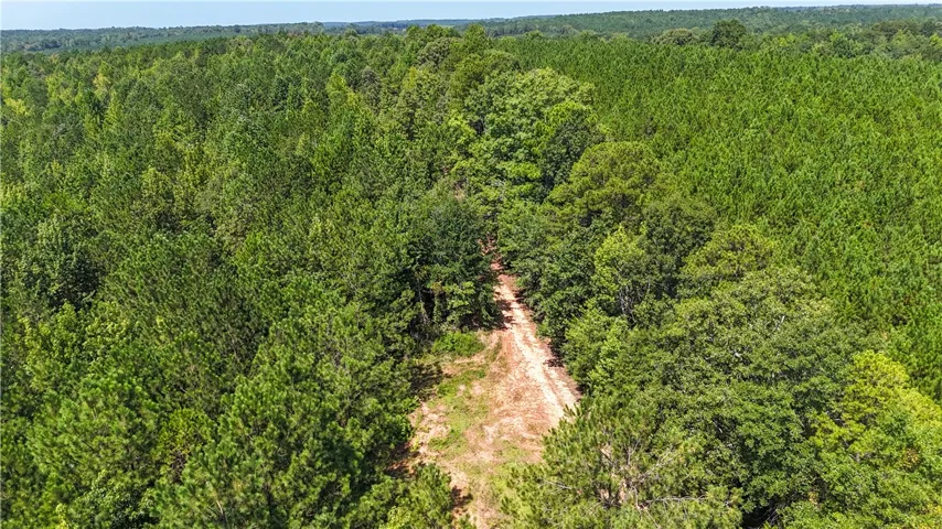 An unpaved path cuts through a dense forest of mature trees.