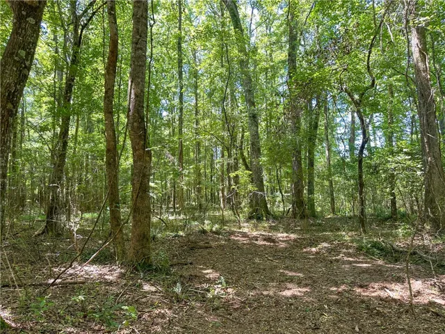 Mature trees create a serene, shaded canopy across this peaceful wooded property.